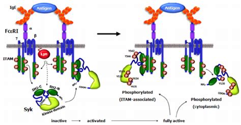 Syk Activation The Globular Representation Of Syk Shows The Molecule