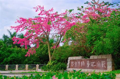 岭南师范学院教师教育学院2025年人才招聘引进专区 高校人才网高才网