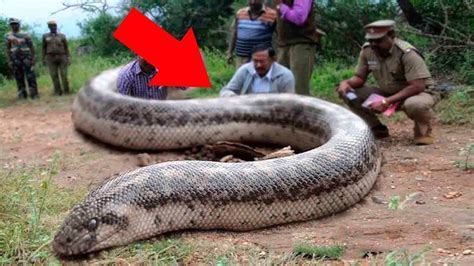 10 Most Dangerous Snakes In The World YouTube