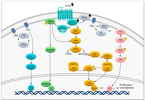 Dysregulated Pathways In Uveal Melanoma Recurrent Mutations In Gnaq