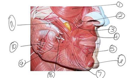 A P I Head And Neck Muscles Part 1 Flashcards Quizlet