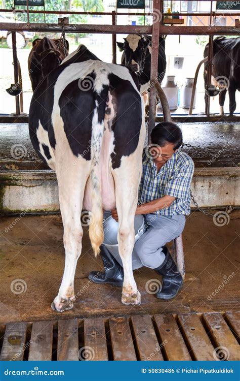 Dairy Cows Being Milked