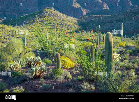 Evening Light In Arizonas Organ Pipe Cactus National Monument Stock