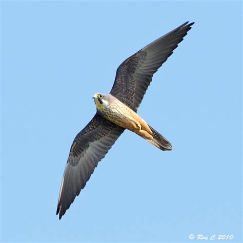 Eleonora's Falcon - BirdForum Opus | BirdForum