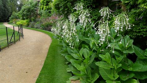 Worcester College Gardeners 2009-2018: Nicotiana sylvestris