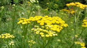 Blue Tansy Essential Oil