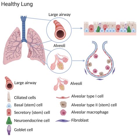 Lung Stem Cells In Health Repair And Disease Eurostemcell