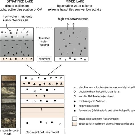 Phylogenetic Tree Of The Three Known Domains Of Life On Earth Archaea