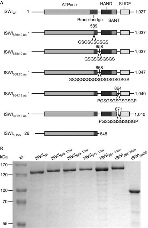 No Need For A Power Stroke In ISWImediated Nucleosome Sliding EMBO