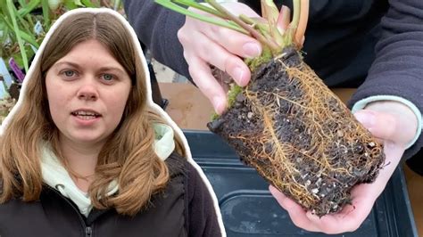 Pitcher Perfect Dividing And Repotting Sarracenia Youtube