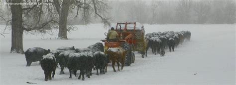 Winter livestock nutrition in Sweet Grass County - Sweetgrass County ...