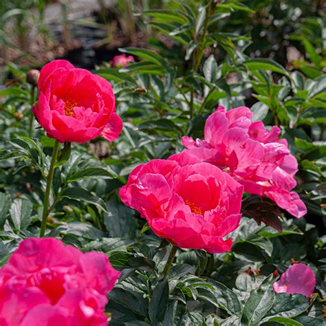 Paeonia Patio Moscow Slovensketrvalky Sk