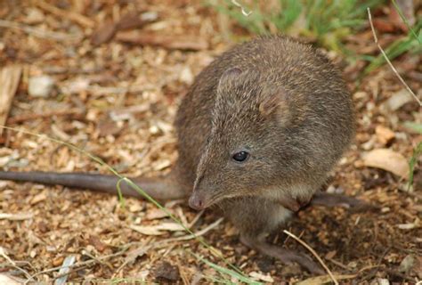 Gilbert’s potoroo | marsupial | Britannica