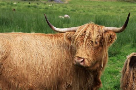 Hamish A Vaca Das Montanhas Em Kilmahog Esc Cia Foto De Stock