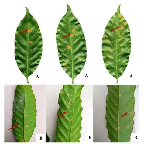 A Diagrammatic Scale To Assess The Severity Of Coffee Leaf Rust