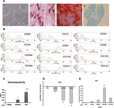 A The Typical Morphology Of Human Embryonic Stem Cell Line