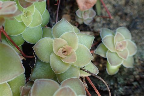 Suculenta Jade Saiba Tudo Sobre Essa Planta Guia Das Suculentas