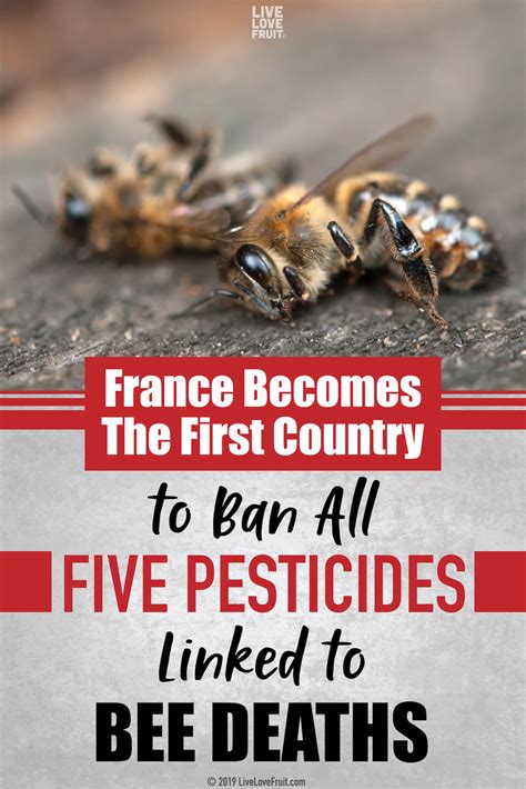 France Bans All Five Neonicotinoid Pesticides Linked to Bee Deaths