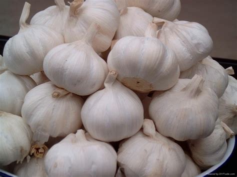 Normal White Garlic 40 65cm Tianyuan Garlic China Manufacturer