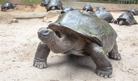 Aldabra giant tortoise facts, distribution & population | BioDB