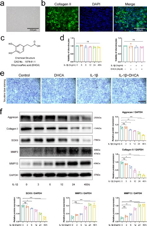 Identification Of Chondrocytes Detection Of Cell Viability And Download Scientific Diagram