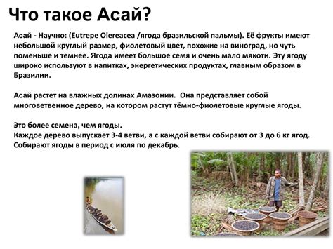 PPT - Оценка питательной ценности ягоды Асай ( Açai ) PowerPoint ...