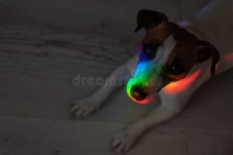 Rainbow Rays On The Muzzle Of A Jack Russell Terrier Dog Stock Image