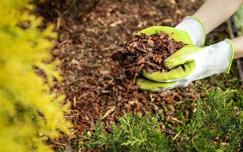 Mulching 101 The Ultimate Guide To Mulching Around Trees