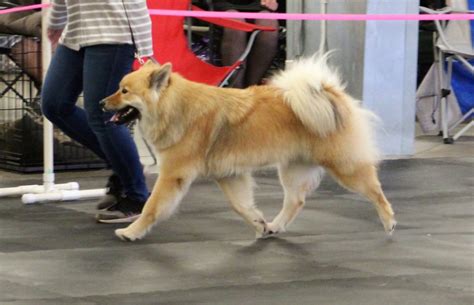 Are Finnish Spitz Same Sex Aggressive