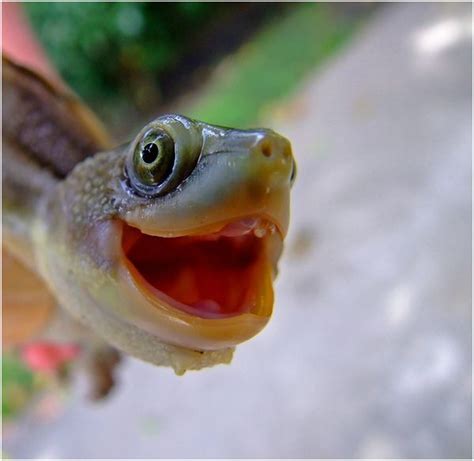 Happy Turtle Smiling Animals Happy Turtle World Turtle Day