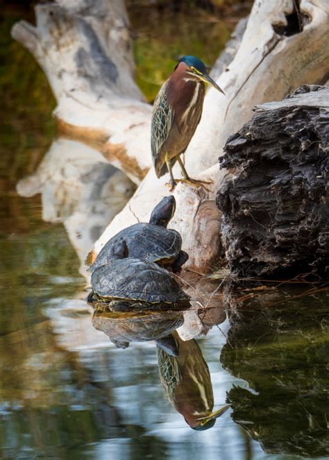 Agua Caliente Park Regional Park, Tucson, Arizona | Sierra Club