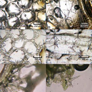 Sclereids from Everglades Slough sediments. A-D) Type 1 sclereids or ...