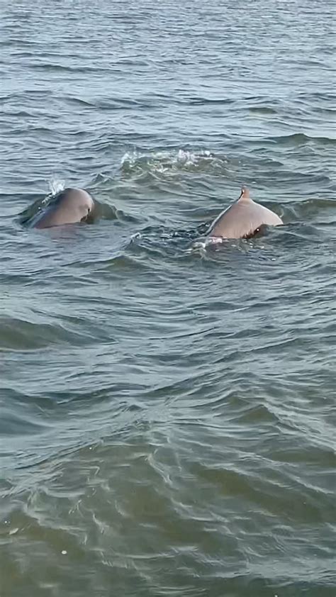 dolphin chilika lake