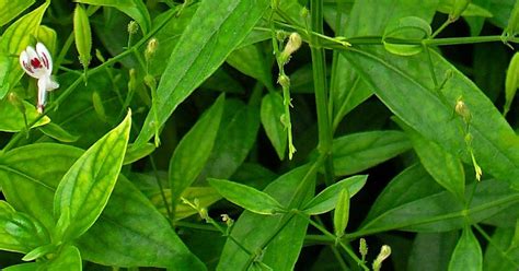 Herbal Sambiloto Andrographis Paniculata