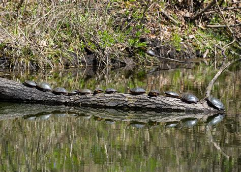 Turtles On A Log Kevin Tyrrell Flickr