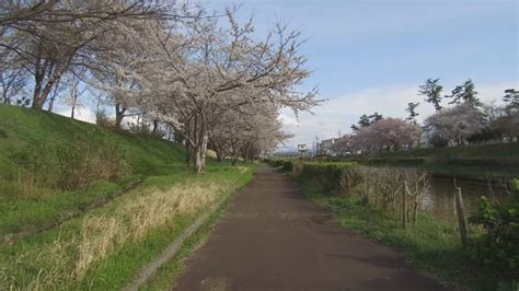 【動画】新堀川公園 自転車でお花見 上越妙高百景 上越妙高タウン情報