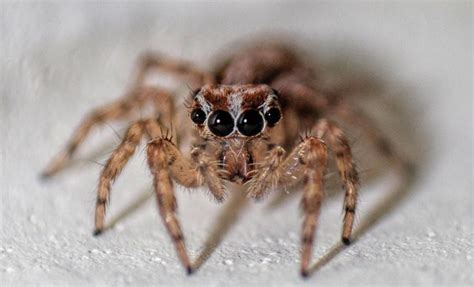 17 New York Spiders That Will Make Your Skin Crawl