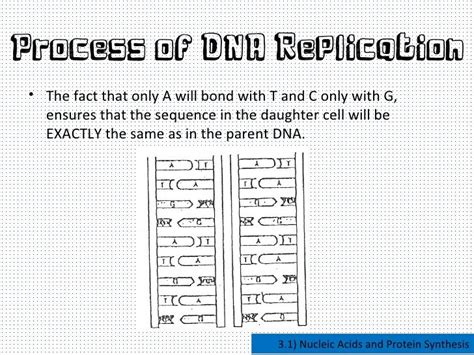 Nucleic acids and protein synthesis