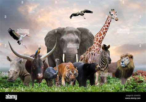 group of wildlife animals in the jungle together Stock Photo - Alamy