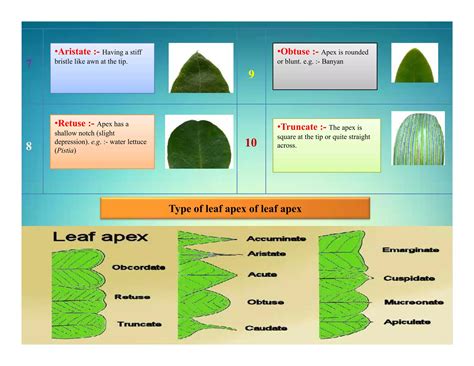 Leaf Apex Type Ppt