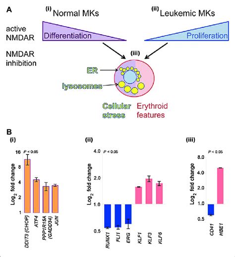 Nmdar Effects In Normal Megakaryocytes And Leukemic Meg Cells A