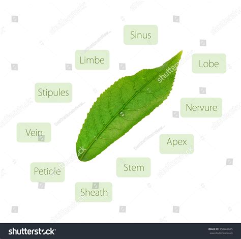 Leaf Anatomy Diagram Stock Photo 358467695 | Shutterstock