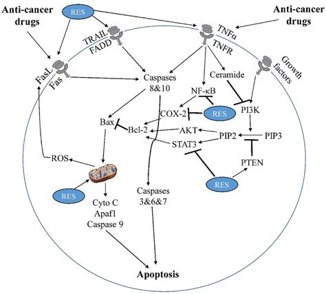 Mechanisms Of Apoptosis Modulation By Resveratrol In Cancer