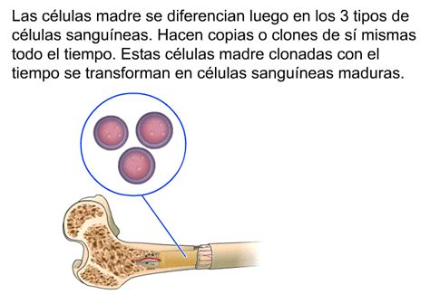 Patedu Conceptos B Sicos Sobre M Dula Sea Y Sangre