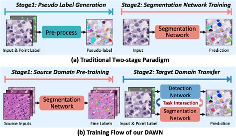 PDF DAWN Domain Adaptive Weakly Supervised Nuclei Segmentation Via