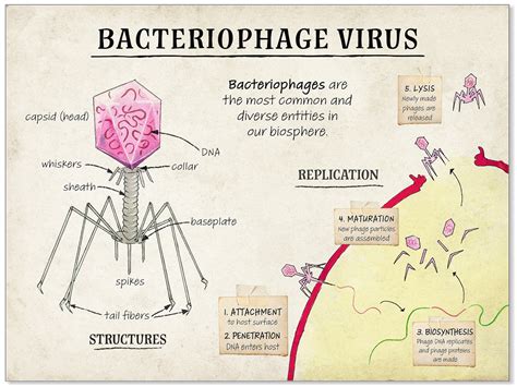 Bacteriophage Virus Cellular Structure Classroom Poster. Fine - Etsy