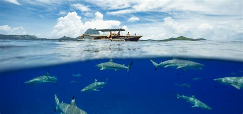 Bora Bora Sharks Swimming With The Majestic Predators