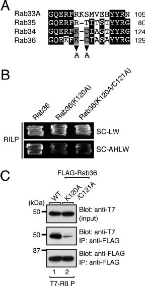 Identification Of Critical Residues Responsible For Rilp Binding In The