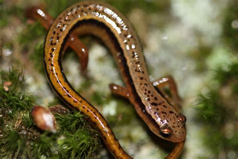 Blue Ridge Two Lined Salamander Salamanders Of Georgia · Inaturalist