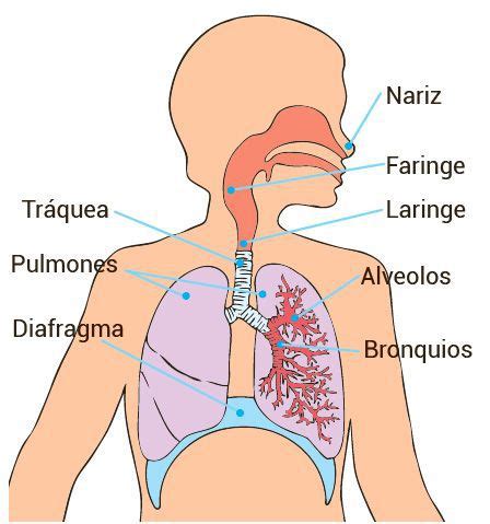 Partes del sistema respiratorio: cómo funcionan y cuál es su función ...